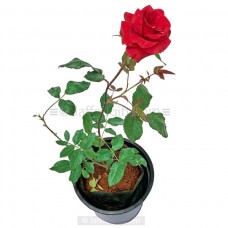 Red Rose Plant
