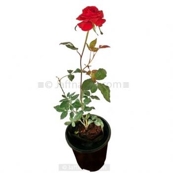 Natural Rose Plant